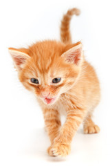Little cute red kitten with blue eyes