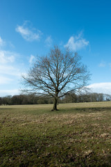 Fototapeta na wymiar winter landscape country estate england uk