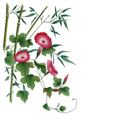 Watercolor with a flowering branch ipomoea. Beautiful red flowers of morning glory, bindweed. Illustration executed in traditional сhinese style, isolated on white background. 