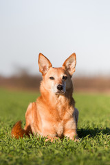 Hund auf dem Feld