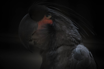 Cacatúa enlutada (Probosciger aterrimus)