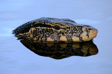 Varanus salvator wild life in the city he is very good cleaning.	