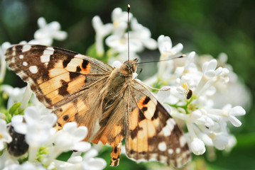 The large tortoiseshell or blackleg tortoiseshell (Nymphalis polychloros)  sitting on white lilac flowers close up detail top view, soft blurry background