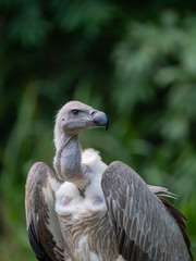 White-backed Vulture Gyps africanus
