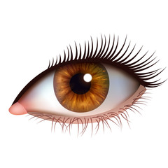 Realistic brown eye with eyelashes on white background