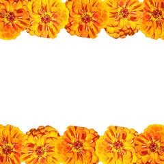 Beautiful floral background of orange tsiniya. Isolated
