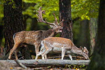 Couple of mammal fallow deer, dama dama, roaring with sniffing in the forest in the mating season....