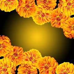 Beautiful floral background of orange tsiniya. Isolated