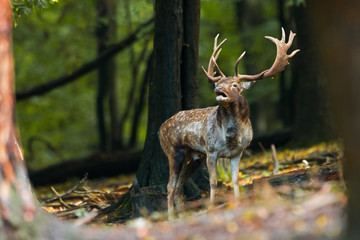 Male mammal fallow deer, dama dama, stag roaring in its territory in the forest in rutting season with space for copy. Deer with antlers standing and bellowing in woodland with blurred background