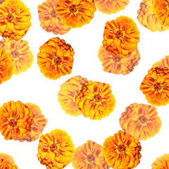 Beautiful floral background of orange tsiniya. Isolated