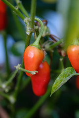Vegetables in the garden. Red pepper on a branch close up
