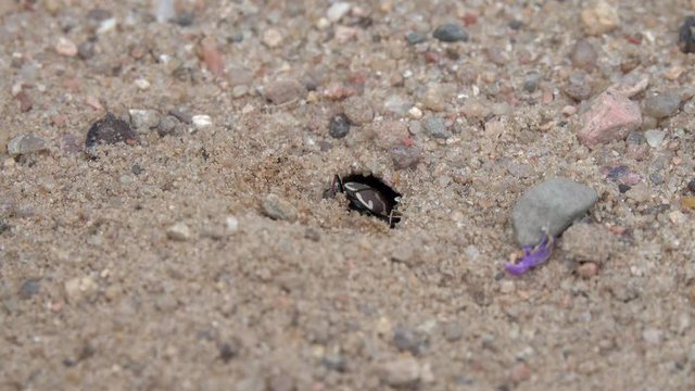 Female Northern Dune Tiger Beetle (Cicindela hybrida) digs mink