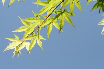 新緑京都の青紅葉