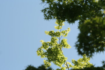 新緑京都の青紅葉