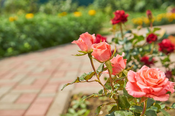 Beautiful pink roses blossom in the garden. Countryside backyard landscape.
