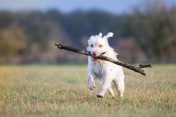 Hund beim Spielen auf dem Feld