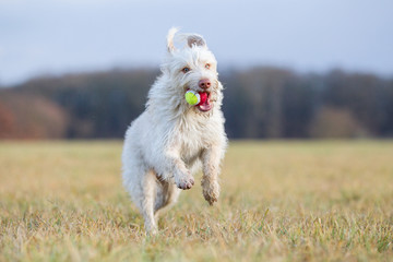 Hund beim Spielen auf dem Feld