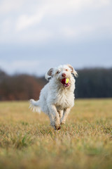Hund beim Spielen auf dem Feld