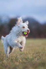 Hund beim Spielen auf dem Feld