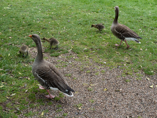 gardens of coughton court warwickshire england uk