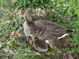 gardens of coughton court warwickshire england uk