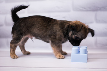 Chihuahua puppy spitz dog pet yorkshire terrier