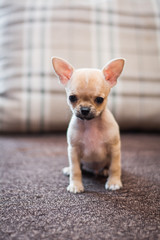 Chihuahua puppy spitz dog pet yorkshire terrier