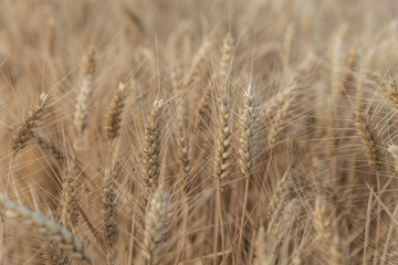 getreide, gerste, feld,