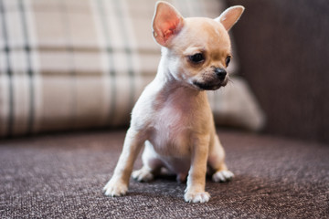 Chihuahua puppy spitz dog pet yorkshire terrier