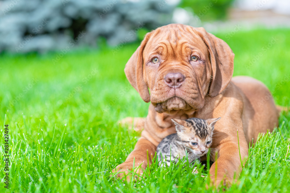 Canvas Prints Mastiff puppy lying with baby bengal kitten on green summer grass. Empty space for text