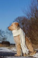 Hund im Schnee