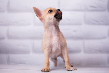 Chihuahua puppy spitz dog pet yorkshire terrier