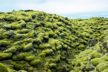 Lava fields moss covered in Skaftareldahraun, Iceland