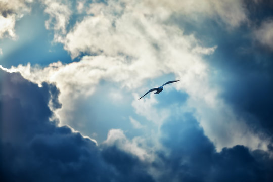 Seagull flying and hovering against a moody dramatic cloudy sky background