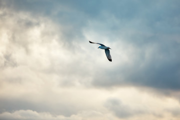 Fototapeta na wymiar Seagull fly and hover against a moody dramatic cloudy sky