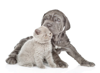 Mastiff puppy kissing gray kitten. isolated on white background