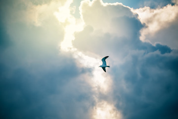 Seagull fly and hover against a moody dramatic cloudy sky