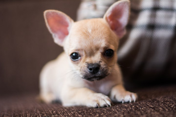 Fototapeta na wymiar Chihuahua puppy spitz dog pet yorkshire terrier