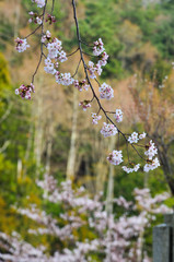 Cherry blossom (hanami) in Kyoto, Japan