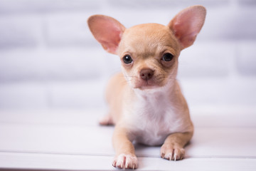Chihuahua puppy spitz dog pet yorkshire terrier
