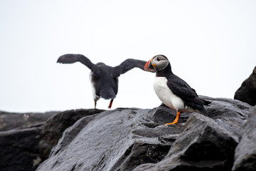 The Atlantic puffin (Fratercula arctica), the common puffin in Borgarfjörður a fjord in the west of Iceland near the town of Borgarnes