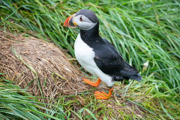 The Atlantic puffin (Fratercula arctica), the common puffin in Borgarfjörður a fjord in the west of Iceland near the town of Borgarnes