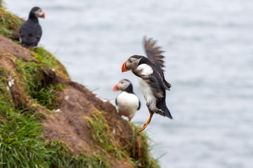 The Atlantic puffin (Fratercula arctica), the common puffin in Borgarfjörður a fjord in the west of Iceland near the town of Borgarnes