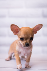 Chihuahua puppy spitz dog pet yorkshire terrier