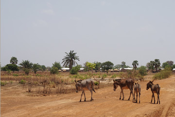 Fototapeta na wymiar Donkey herd in the savannah of northern Togo