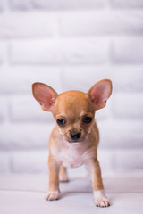 Chihuahua puppy spitz dog pet yorkshire terrier