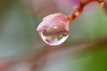 The rest of the dew water in the morning sticks to the buds
