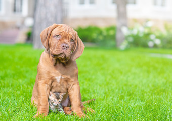 Mastiff puppy sitting with baby bengal kitten on green summer grass. Empty space for text