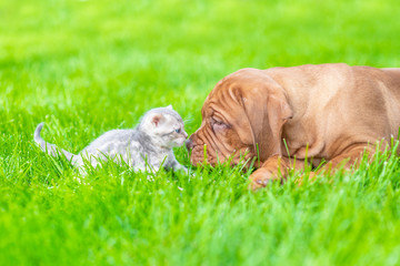 Mastiff puppy sniffing baby bengal kitten on green summer grass