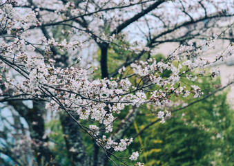 Cherry blossom (hanami) in Kyoto, Japan